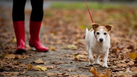 Eine große Zahl der Berliner Hundehalter:innen hat ihre Vierbeiner bislang nicht im zentralen Hunderegister gemeldet. 