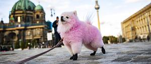 Daily Life In Berlin, Germany The small Pomeranian dog Himari poses for a picture for her mother Miss Neko in Berlin, Germany on September 17, 2022. Berlin Berlin Deutschland PUBLICATIONxNOTxINxFRA Copyright: xEmmanuelexContinix originalFilename: contini-everyday220917_npSPQ.jpg