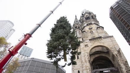 09.11.2022, Berlin: Der Weihnachtsbaum für den Breitscheidplatz wird mit Unterstützung eines Krans zu seinem Platz vor der Gedächtniskirche gehoben und dort dann im Boden verankert. Foto: Paul Zinken/dpa +++ dpa-Bildfunk +++