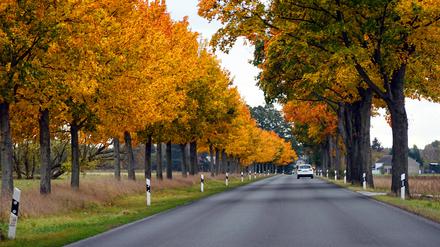 Neuenhagen, Brandenburg: Landstraße wird von herbstlich gefärbten Bäumen gesäumt.
