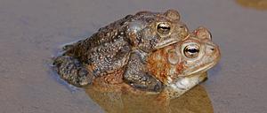 American toads Bufo americanus pair in amplexus, Maryland, USA, May. PUBLICATIONxINxGERxSUIxAUTxONLY 1548720 JohnxCancalosi