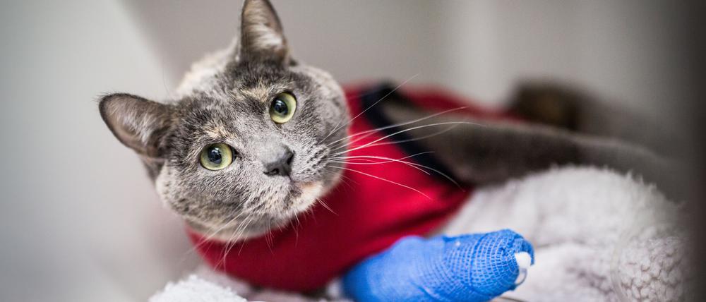 Katzenjammer: Katzen sind neugierig, das kann zu Unfällen führen.