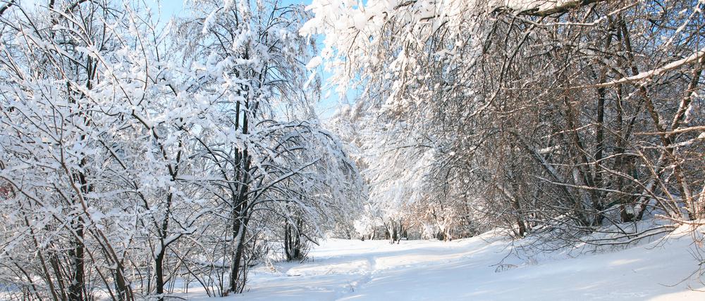 Eine verschneite Winterwaldlandschaft.