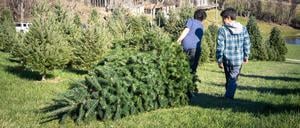 Jungen ziehen eine gefällt Weihnachtstanne hinter sich her.