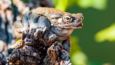 Closeup of Sonoran Desert toad (Incilius alvarius) on rock