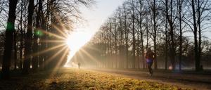 Es muss nicht immer Wald sein, auch ein paar Bäume auf einer Allee können ein gutes Laufgefühl geben.