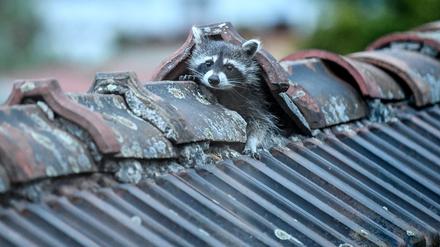 ARCHIV - 12.05.2020, Berlin: Ein Waschbär krabbelt aus seinem Versteck auf einem Berliner dem Dach. Die Waschbären-Population in der Hauptstadt wird inzwischen auf hunderte Tiere geschätzt. Foto: Britta Pedersen/dpa-Zentralbild/dpa +++ dpa-Bildfunk +++
