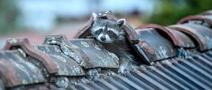 ARCHIV - 12.05.2020, Berlin: Ein Waschbär krabbelt aus seinem Versteck auf einem Berliner dem Dach. Die Waschbären-Population in der Hauptstadt wird inzwischen auf hunderte Tiere geschätzt. Foto: Britta Pedersen/dpa-Zentralbild/dpa +++ dpa-Bildfunk +++
