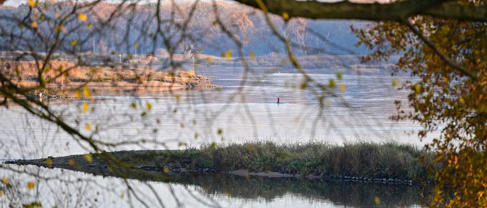 Auf polnischer und deutscher Seite waren im August schätzungsweise mindestens 360 Tonnen Fische in der Oder verendet.