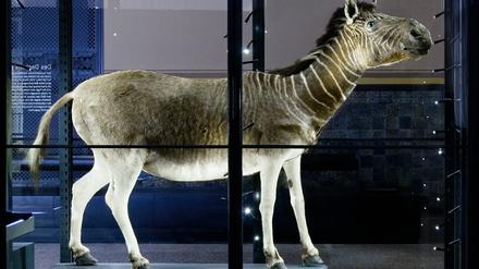 Das Quagga-Exemplar des Museums für Naturkunde Berlin verendete 1867 im Berliner Zoologischen Garten.