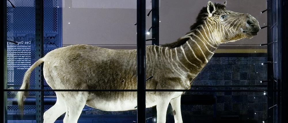 Das Quagga-Exemplar des Museums für Naturkunde Berlin verendete 1867 im Berliner Zoologischen Garten.