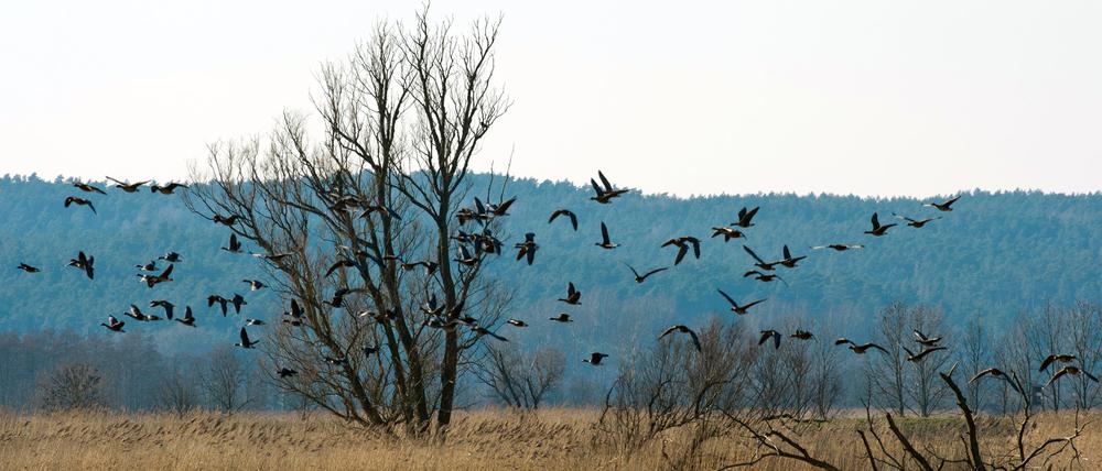 Brandenburg im Herbst