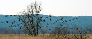 Brandenburg im Herbst
