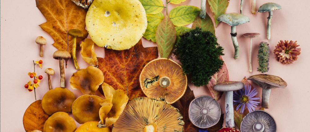 Ein Pilz-Mandala von Moritz Schmid.