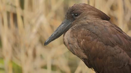 Bei einem Hammerkopf im Berliner Zoo wurde Vogelgrippe festgestellt.