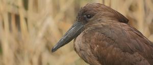 Bei einem Hammerkopf im Berliner Zoo wurde Vogelgrippe festgestellt.
