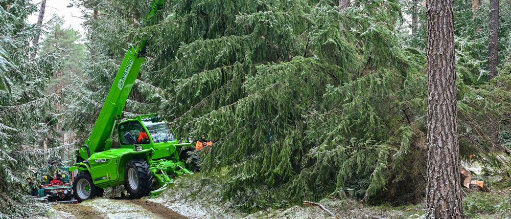 Der Weihnachtsbaum für das Kanzleramt, eine Fichte, wird in einem Wald der Stiftung Stift Neuzelle gefällt.  
