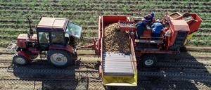 Kartoffelernte in Brandenburg (Archivbild).