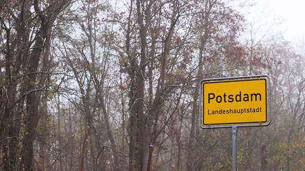 Potsdams Wälder sind in einem schlechten Zustand.