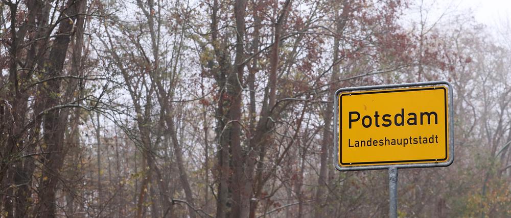 Potsdams Wälder sind in einem schlechten Zustand.