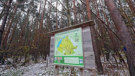 Potsdams Wälder sind in einem schlechten Zustand.