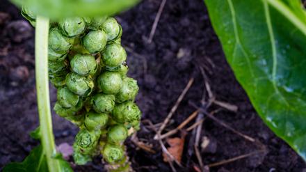 Rosenkohl auf dem „Naturgut Köllnitz“ bei Storkow.