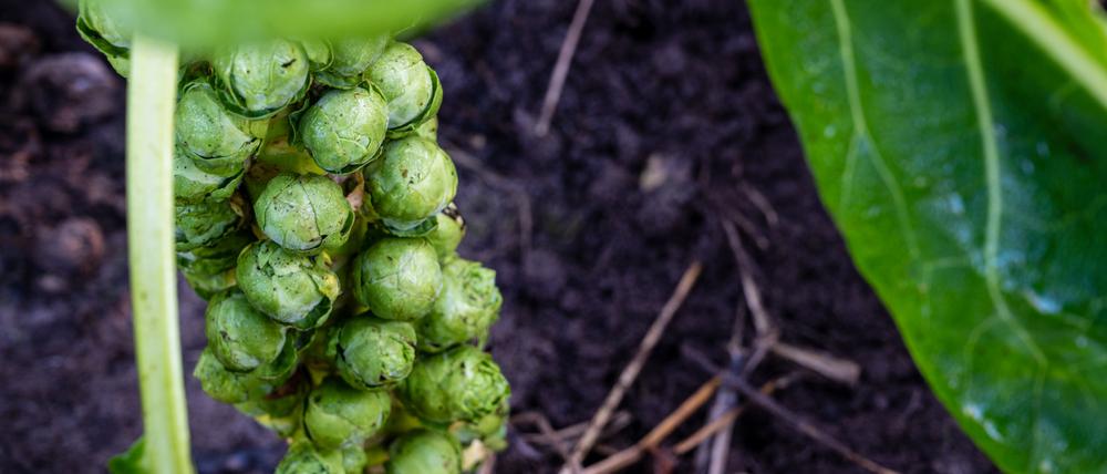 Rosenkohl auf dem „Naturgut Köllnitz“ bei Storkow.