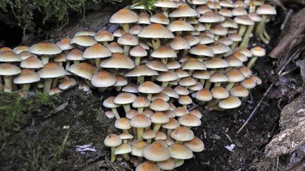 Sieht harmlos aus, löst aber Durchfall aus: der Grünblättrige Schwefelkopf.