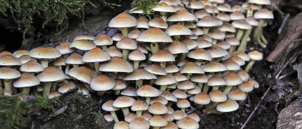 Sieht harmlos aus, löst aber Durchfall aus: der Grünblättrige Schwefelkopf.