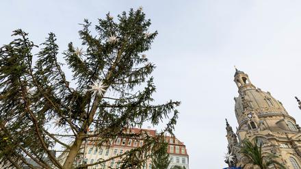 Vor der Frauenkirche in Dresden sorgt eine Fichte derzeit im Internet für Spott und Gelächter.