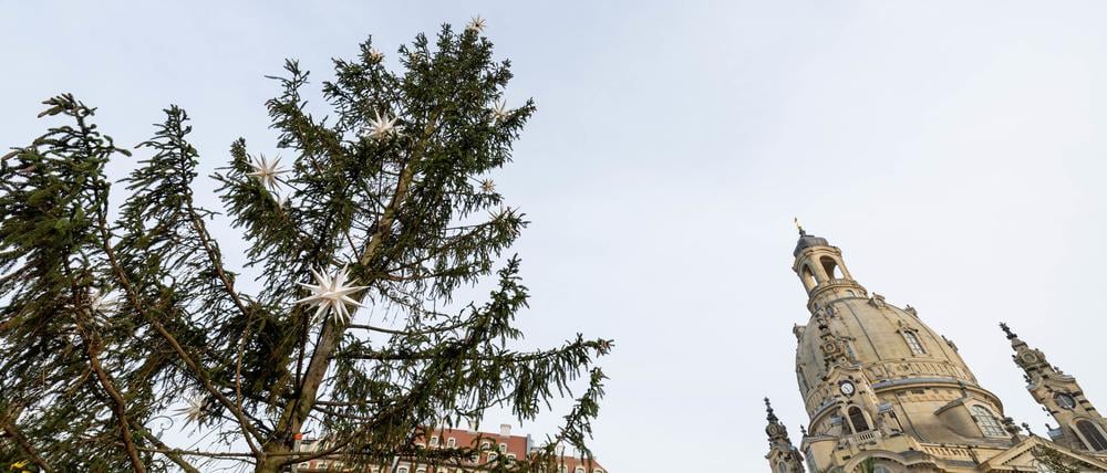 Vor der Frauenkirche in Dresden sorgt eine Fichte derzeit im Internet für Spott und Gelächter.