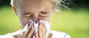  Eine Studie zufolge verändern Feinstaub und Stickoxide die Allergene in den Birkenpollen und führen zu einer höheren Allergenität.