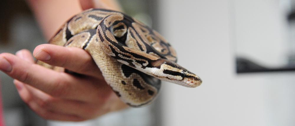Eine drei Meter lange Python hat in Australien Berichten zufolge einen kleinen Jungen angegriffen (Symbolbild).