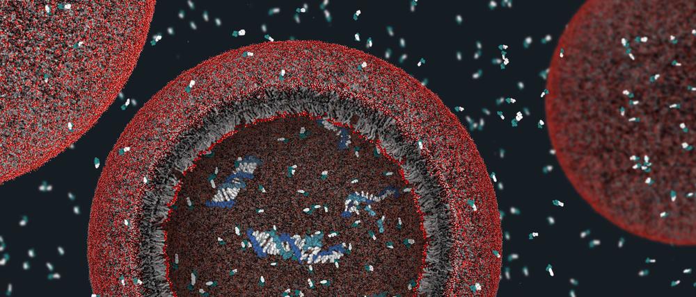 Aug. 4, 2008 - A model protocell assembled by artificial life researcher Jack Szostak at the Howard Hughes Medical Institute in Bethesda, Maryland. It consists of a synthetic membrane, or cell wall, enclosing a scrap of genuine DNA. The cell is not alive, but it s a step toward possible creation of living organisms in the future. ( , Szostak group, MGH/Harvard UniversityMCT)  - ZUMAm67_ 20080804_baf_m67_149 Copyright: xJanetxIwasax