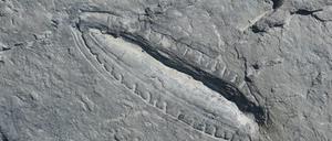 Wohl eines der ersten Tiere, dass einen Darm zur Verdauung hatte: Kimberella.