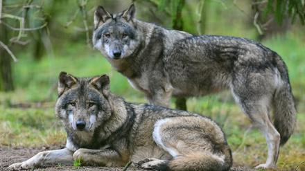 Zwei Wölfe sind im Gehege im Wildpark Schorfheide zu sehen. (Symbolbild)