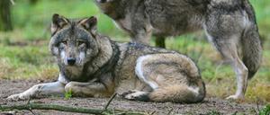 Zwei Wölfe sind im Gehege im Wildpark Schorfheide zu sehen.