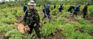Koka-Pflanzen für den illegalen Handel werden etwa auf Plantagen in Südamerika angebaut.