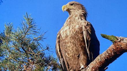 Sogar der Seeadler ist in Berlin zu Hause.