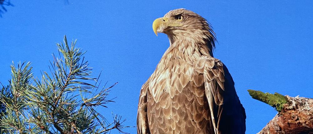 Sogar der Seeadler ist in Berlin zu Hause.