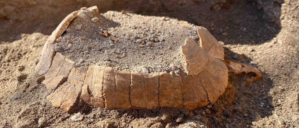 Rätselhafter Fund. Um zu klären, wie eine Schildkröte in Laden 6 der Stabianer Thermen gelangte, analysierte das Forschungsteam Erdschichten um die Überreste. 