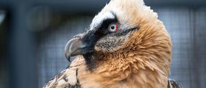 ARCHIV - 07.03.2019, Berlin: Ein Bartgeier (Gypaetus barbatus) sitzt in seiner Anlage im Berliner Zoo. Naturschützer wollen Geier in Bayern wieder ansiedeln. Der Landesverband für Vogelschutz (LBV) hat eine Studie in Auftrag gegeben, um die Möglichkeit genauer zu prüfen. Foto: Monika Skolimowska/zb/dpa +++ dpa-Bildfunk +++