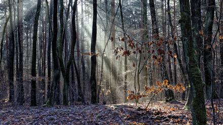 Der Grunewald ist auch im Winter ein idyllischer Ort zum Entspannen.