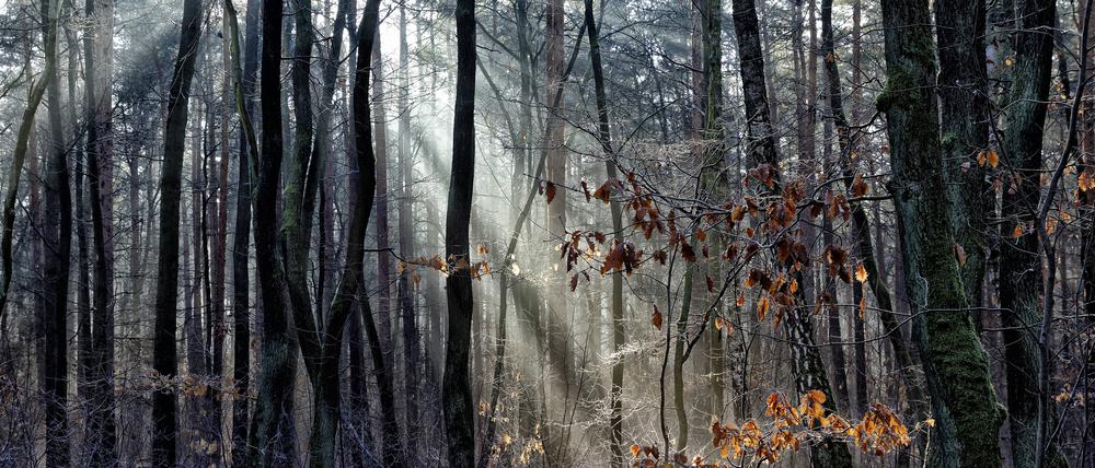 Der Grunewald ist auch im Winter ein idyllischer Ort zum Entspannen.