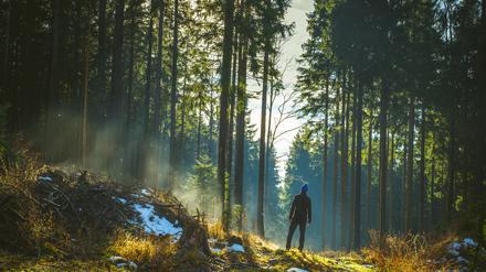 Zeit in der Natur kann das Risiko von Asthma, Allergien, Diabetes und Herz-Kreislauf-Erkrankungen verringern.
