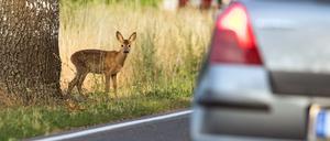 Ein junges Reh steht am 10.08.2015 neben einem Alleebaum an einem Straßenrand unweit der Ortschaft Treplin im Landkreis Märkisch-Oderland (Brandenburg), während ein Pkw vorbeifährt. Besonders in den morgendlichen und abendlichen Dämmerungszeiten ist die Gefahr von Wildwechseln auf Straßen besonders hoch. Foto: Patrick Pleul/dpa +++(c) dpa - Bildfunk+++ | Verwendung weltweit