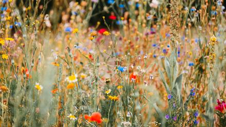 Wildblumen wachsen nur auf stickstoffarmen Böden.