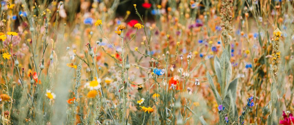 Wildblumen wachsen nur auf stickstoffarmen Böden.
