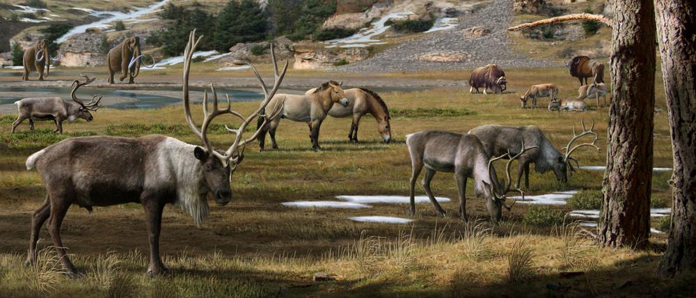 Pleistozän-Landschaft im Permafrost mit Mammut, Pferd, Rentier, Bison und Moschustier (undatierte Darstellung). 