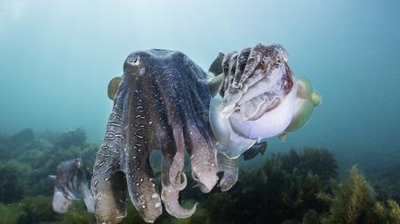 Kein Weichtier ist so intelligent wie der Oktopus. Sein soziales Verhalten scheint dem des Menschen sehr ähnlich zu sein. 